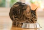 Um estudo revelou que a maioria dos gatos, em contexto doméstico, preferem receber refeições sem se esforçarem para as obter.