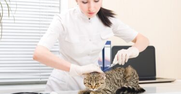 A BVA alertou recentemente para os problemas dos serviços veterinários no Reino Unido, como escassez de pessoal e a alta procura.