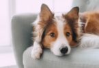 cão-padrão-cor-pelugem