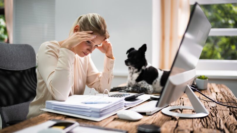 Um estudo da Universidade de Linköping descobriu que a relação que o cão tem com o seu titular está relacionada com o seu nível de stresse.