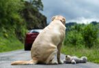 A PSP e a GNR revelaram que já registaram 349 crimes de abandono animal este ano, até julho, sendo menos que os do período homólogo.