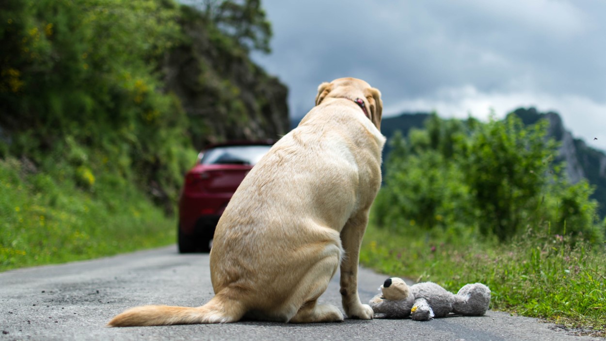 A PSP e a GNR revelaram que já registaram 349 crimes de abandono animal este ano, até julho, sendo menos que os do período homólogo.