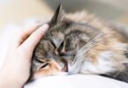 A Royal Vet College (RVC) revelou que 555 gatos já foram afetados pelo surto de panleucopenia felina que está a ocorrer no Reino Unido.