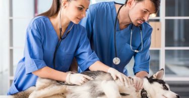 Associação Veterinária Mundial define critérios para identificação de veterinários
