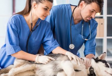 Associação Veterinária Mundial define critérios para identificação de veterinários