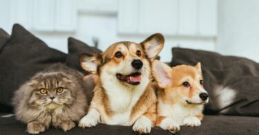 A deputada não inscrita Cristina Rodrigues quer retirar dos condomínios o poder de estabelecer o limite de animais de companhia em cada casa.