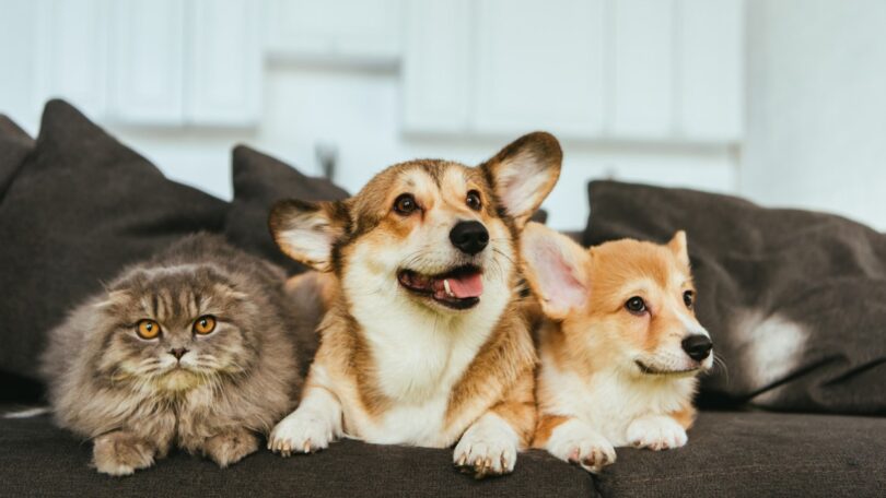 A deputada não inscrita Cristina Rodrigues quer retirar dos condomínios o poder de estabelecer o limite de animais de companhia em cada casa.