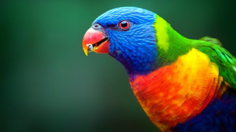 Alguns animais estão a “mudar de forma”, resultando em alterações nos bicos, pernas e orelhas, face às alterações climáticas.