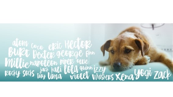 A farmacêutica Dechra está a promover a realização de um webinar sobre gestão da dor em anestesia, que ocorre no próximo dia 14 de outubro.