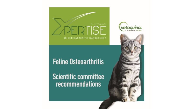O programa Xpertise, promovido pela Vetoquinol, desenvolveu um novo “Guia internacional de osteoartrite felina”.