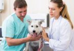 O programa de certificação Fear Free, introduzido em Espanha, procura ensinar como reduzir o medo e a ansiedade dos cães e gatos no CAMV.