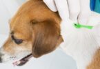A BVA, a BSAVA e a BVZS recomendam que os médicos veterinários tomem uma abordagem responsável à utilização de parasiticidas.