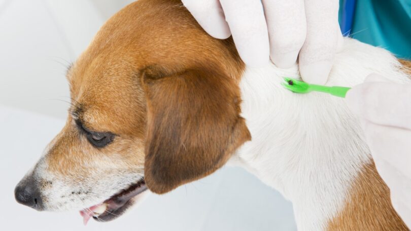 A BVA, a BSAVA e a BVZS recomendam que os médicos veterinários tomem uma abordagem responsável à utilização de parasiticidas.