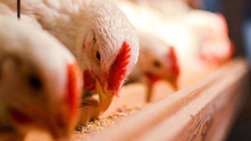 Vários casos de gripe aviária foram confirmados em 41 países nas aves de capoeira e selvagens, desde 1 de maio.