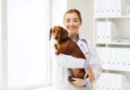 O Governo contratou 20 médicos veterinários para o ICNF, com o intuito de apoio ao bem-estar dos animais de companhia.