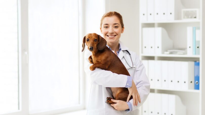O Governo contratou 20 médicos veterinários para o ICNF, com o intuito de apoio ao bem-estar dos animais de companhia.