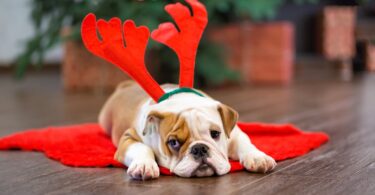 Os médicos veterinários britânicos estão a apelar aos potenciais novos tutores de cães que não comprem raças braquicefálicas antes do Natal.