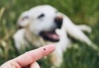 A ESCCAP lançou uma atualização do seu guia sobre ectoparasitas em cães e gãos, na qual o texto, as tabelas e os ciclos de vida foram atualizados.