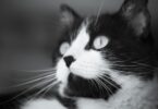 Uma patologia grave, provocada por um parvovírus, foi detetada pelo Serviço de Veterinária do Município de Pombal.
