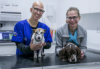 A Clínica Veterinária das Conchas (CVC) tem conseguido fidelizar clientes e o objetivo atual passa por consolidar.