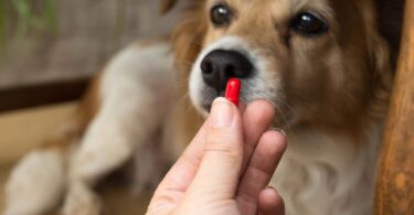 A Animal Health Europe revelou que o mercado europeu dos medicamentos veterinários alcançou os 7,4 milhões de euros em vendas no ano passado.