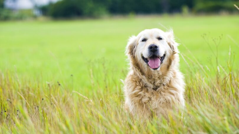 O Dog Aging Project, projeto fundado em 2018, quer aprofundar o conhecimento sobre o “envelhecimento normal” dos cães.