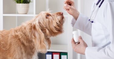 O regulamento europeu que estipula que deve ser dada preferência à utilização de medicação veterinária vai levar ao aumento dos custos.