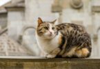 "Veterinário herói" é o apelido com que Jacub Kotowicz ficou conhecido depois de salvar mais de 200 animais durante guerra na Ucrânia.