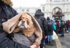 A Direção-Geral de Alimentação e Veterinário (DGAV) revelou, em entrevista exclusiva à VETERINÁRIA ATUAL, que já recebeu cerca de 90 pedidos.