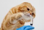 APIFVET alerta para a importância da vacinação animal