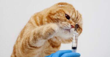 APIFVET alerta para a importância da vacinação animal