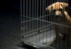 PAN quer alargar crime de maus-tratos e de abandono animal além dos animais de companhia