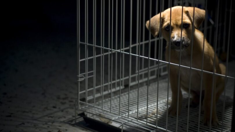PAN quer alargar crime de maus-tratos e de abandono animal além dos animais de companhia