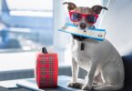 Passaporte animal – Os requerimentos para entrar nos vários países
