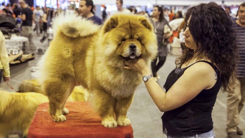 World Dog Show vai juntar mais de 15 mil cães em Madrid