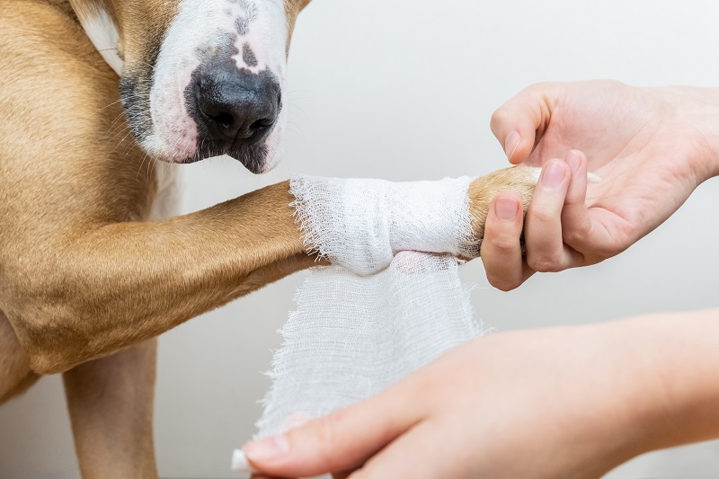 enfermagem veterinária