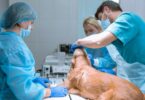 FMV-UL promove Pós-Graduação em Enfermagem Médico-Cirúrgica de Animais de Companhia