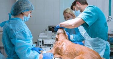 FMV-UL promove Pós-Graduação em Enfermagem Médico-Cirúrgica de Animais de Companhia