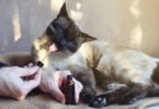 Naturecan esclarece alguns benefícios do CBD para animais de companhia