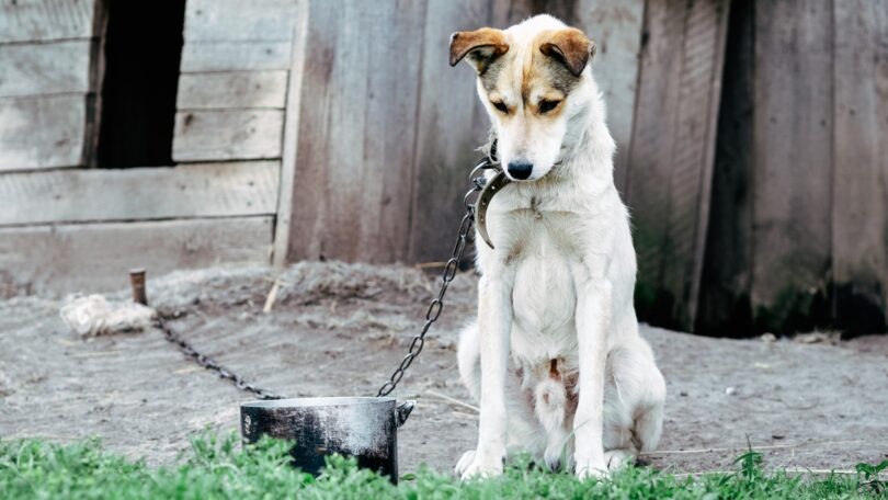 Lei contra maus-tratos animais é declarada inconstitucional pela terceira vez