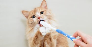 FECAVA sensibiliza para importância da saúde oral em cães e gatos