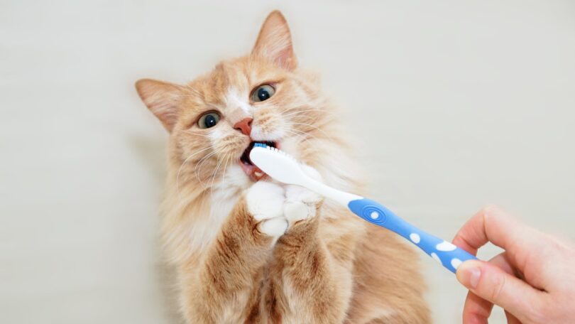 FECAVA sensibiliza para importância da saúde oral em cães e gatos