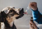 Curso Internacional de Medicina Veterinária Canábica realiza-se em junho