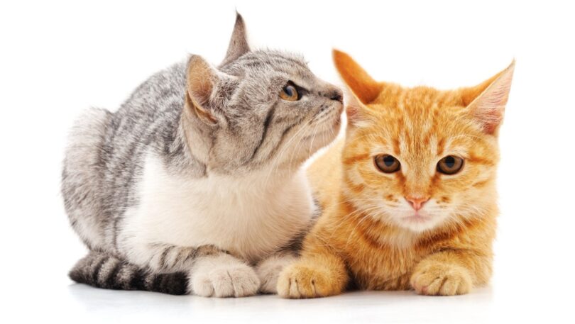 Estudo sugere que gatos reconhecem nomes uns dos outros