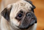 Estudo: Pugs duas vezes mais prováveis de sofrerem problemas de saúde