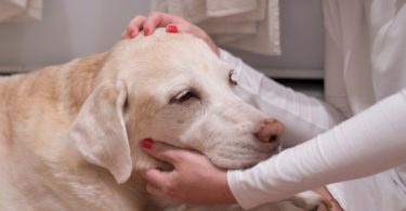 Pet-OncoNet é o novo portal destinado a tutores de animais de companhia com cancro