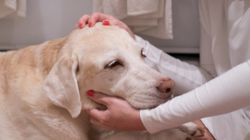 Pet-OncoNet é o novo portal destinado a tutores de animais de companhia com cancro