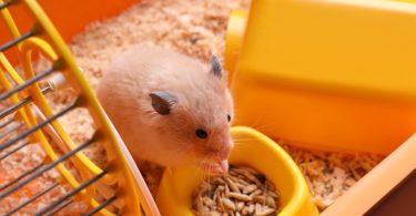 Ileíte proliferativa é a doença mais comum e mortal em hamsters
