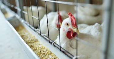 Portugal está livre da gripe aviária