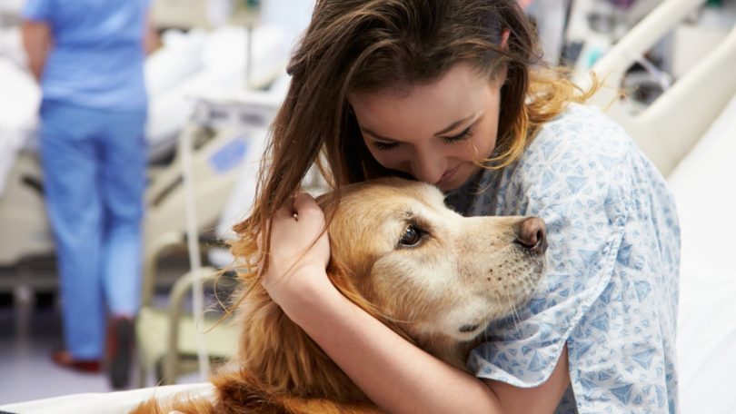 Terapia assistida com cães melhora saúde de adolescentes com distúrbios alimentares